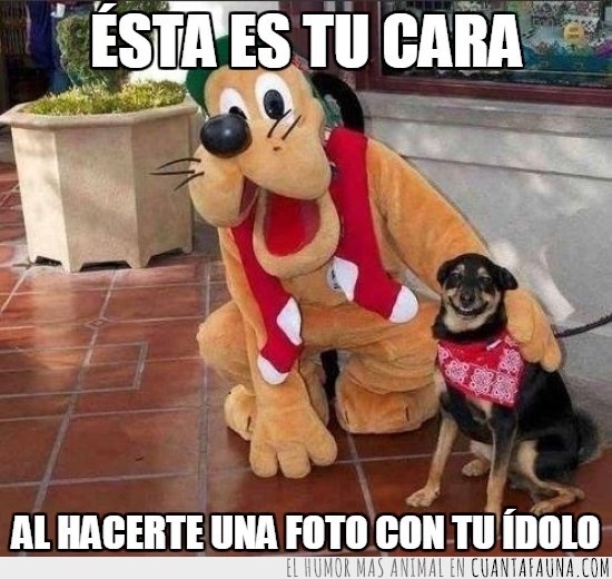 perro,pluto,idolo,sonrisa,hacerte una foto,sonreír